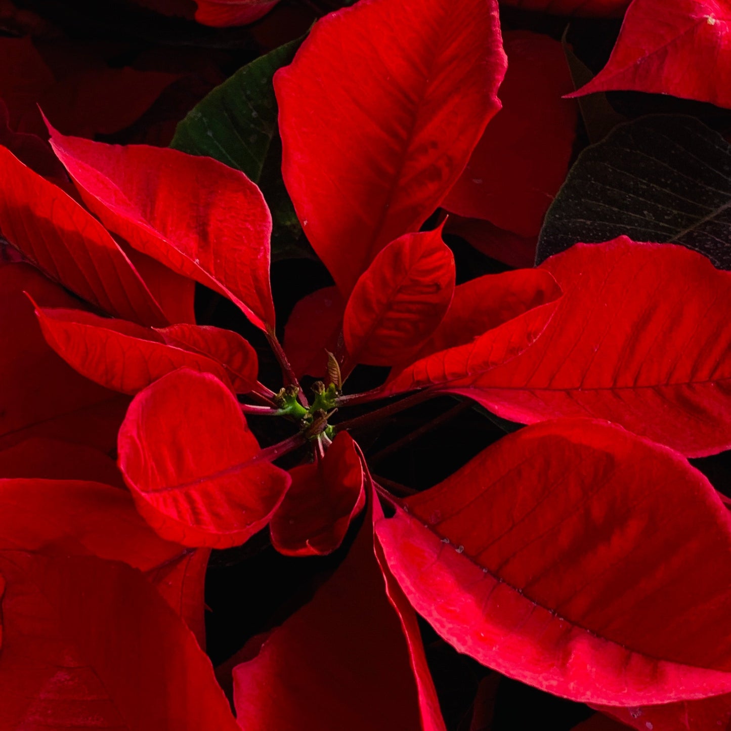 Poinsettias
